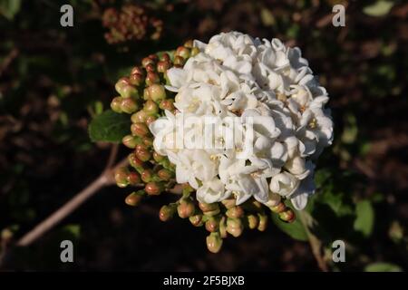 Viburnum x carlcepalum duftender Schneeball Viburnum – dicht gepackte, stark duftende weiße Blüten, März, England, Großbritannien Stockfoto