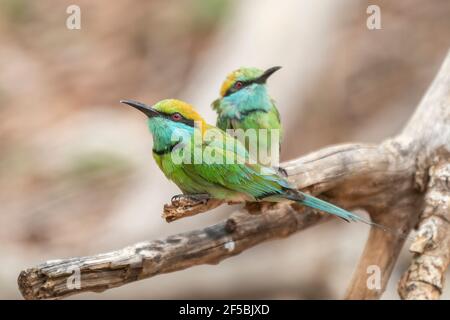 Grüner Bienenfresser, Merops orientalis, zwei Erwachsene auf Zweig, Udawalawe, Sri Lanka thront Stockfoto