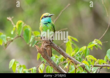 Grüner Bienenfresser, Merops orientalis, Single adult thront auf Zweig, Udawalawe, Sri Lanka Stockfoto