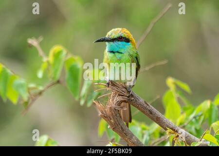 Grüner Bienenfresser, Merops orientalis, Single adult thront auf Zweig, Udawalawe, Sri Lanka Stockfoto