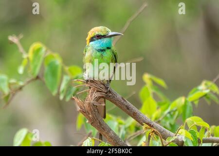 Grüner Bienenfresser, Merops orientalis, Single adult thront auf Zweig, Udawalawe, Sri Lanka Stockfoto