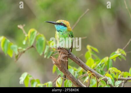 Grüner Bienenfresser, Merops orientalis, Single adult thront auf Zweig, Udawalawe, Sri Lanka Stockfoto