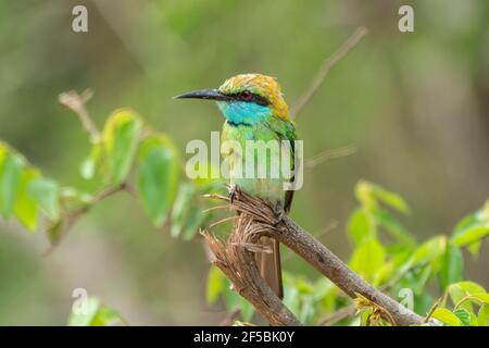 Grüner Bienenfresser, Merops orientalis, Single adult thront auf Zweig, Udawalawe, Sri Lanka Stockfoto