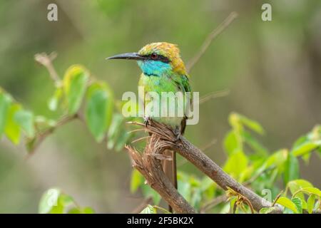 Grüner Bienenfresser, Merops orientalis, Single adult thront auf Zweig, Udawalawe, Sri Lanka Stockfoto