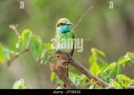 Grüner Bienenfresser, Merops orientalis, Single adult thront auf Zweig, Udawalawe, Sri Lanka Stockfoto