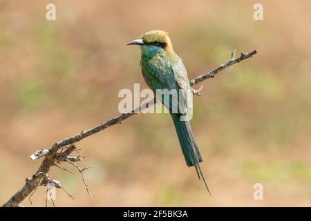 Grüner Bienenfresser, Merops orientalis, Single adult thront auf Zweig, Udawalawe, Sri Lanka Stockfoto