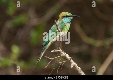 Grüner Bienenfresser, Merops orientalis, Single adult thront auf Zweig, Udawalawe, Sri Lanka Stockfoto