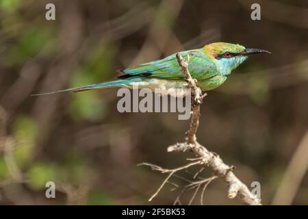 Grüner Bienenfresser, Merops orientalis, Single adult thront auf Zweig, Udawalawe, Sri Lanka Stockfoto
