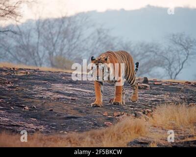 Bengal Tiger - Männlich T58 Panthera tigris tigris Ranthambore National Park Rajastan, Indien MA003739 Stockfoto