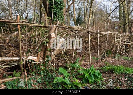 Traditionelle Hecke um ein Dickicht in der Nähe von Henley-on-Thames, Oxfordshire, England, Großbritannien Stockfoto