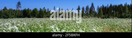 Breites Panorama von schönen Sommerfeld voll mit Kuh Petersilie weißen Blumen, verschwommen Wald mit blauen Himmel im Hintergrund. Blumen auch als wilde che bekannt Stockfoto