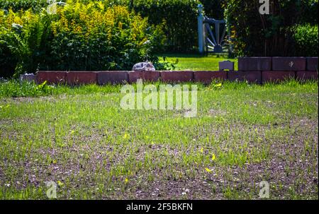 Neues frisches Gras auf reparierten Rasen begann zu wachsen - grüne Pflanzen unter Sommersonne, verschwommener Hintergrund mit Büschen und niedlichen schlafen Katze Dekoration auf lo Stockfoto