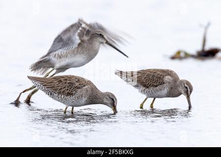 Lang-abgerechnet Mitgicker, Lomnodromus scolopaceus, zwei Vögel Fütterung in seichtem Wasser, Everglades, Florida, USA Stockfoto