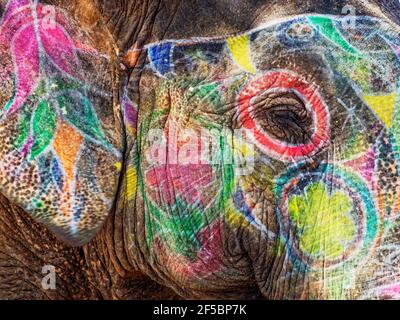 Indischer Elelphant - gemalt Nahaufnahme Elephas maximus indicus Jaipur, Indien MA003899 Stockfoto