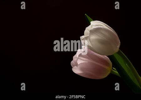 Nahaufnahme von drei leuchtend rosa und roten Tulpen auf schwarzem Hintergrund. Eine Kopie des Raumes. Horizontales Foto Stockfoto
