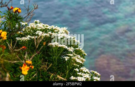 Weiße Iberis-Blüten und gelbe und orangefarbene Wandblumen (Erysimum cheiri) Am Cap d'Antibes mit dem blauen Mittelmeer in der Hintergrund während des Spr Stockfoto