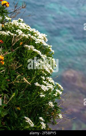 Weiße Iberis-Blüten und gelbe und orangefarbene Wandblumen (Erysimum cheiri) Am Cap d'Antibes mit dem blauen Mittelmeer in der Hintergrund während des Spr Stockfoto