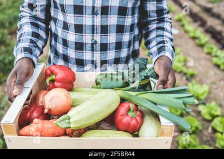 Afrikanischer Bauer Mann hält Holzkiste mit frischem Bio-Gemüse - gesunde Ernährung und Harfen Konzept - Schwerpunkt auf Rechte Hand Stockfoto