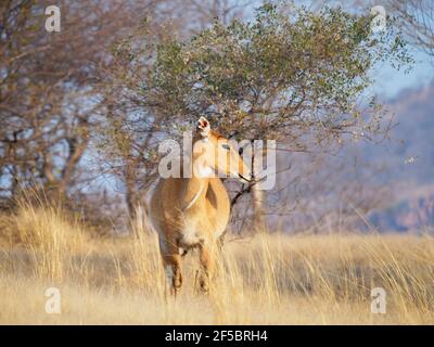 Nilgai - FemaleBoselaphus tragocamelus Rajasthan, Indien MA003911 Stockfoto