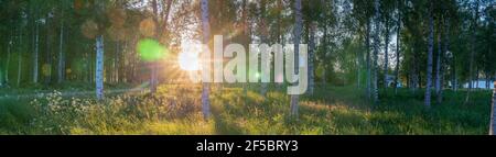 Landschaftliches Panorama mit Linsenhalo der Gegenabendsonne scheint durch Birkenwald auf schwedischer Landschaft im mittleren Sommer, warme goldene Strahlen durchscheinen Stockfoto