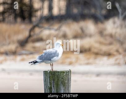 Möwe auf eine Anhäufung Stockfoto