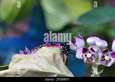 Teilweise verborgener Monarchschmetterling, der sich an einer riesigen Milchblüte ernährt. Stockfoto