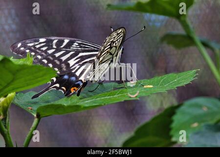 Ruhender gelber Schwalbenschwanzschmetterling von hinten gesehen, der auf einem grünen Blatt ruht. Stockfoto