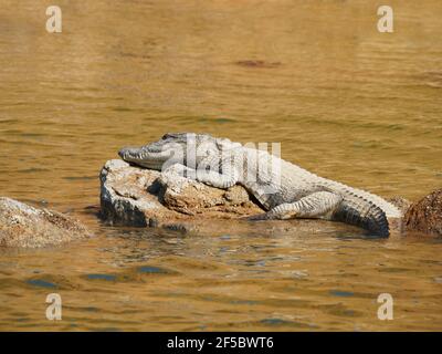 Räuber CrocodileCrocodylus palustris Rajasthan, Indien RE000393 Stockfoto