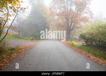 Menschenleere, von Bäumen gesäumte, unbefestigte Landstraße, die im Herbst von kaltem Morgennebel umhüllt ist. Herbstlaub. Stockfoto