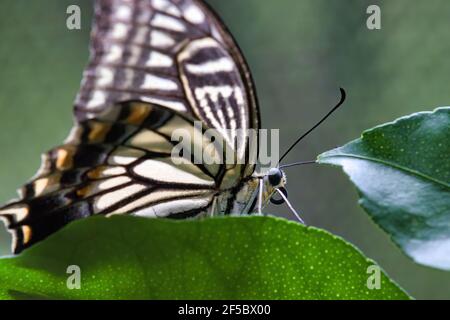 Detailreiches Auge und Kopf eines gelben Schwalbenschwanzschmetterlings. Stockfoto