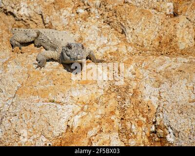 Räuber CrocodileCrocodylus palustris Rajasthan, Indien RE000397 Stockfoto