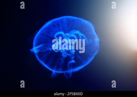 Blau leuchtende Quallen oder medusa schweben im dunklen Wasser, Nahaufnahme. Stockfoto