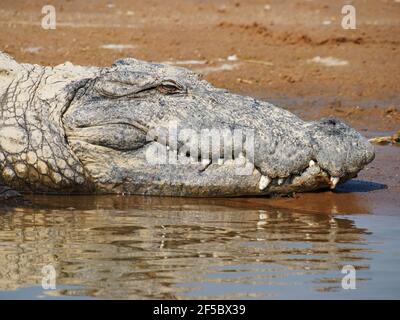 Räuber CrocodileCrocodylus palustris Rajasthan, Indien RE000401 Stockfoto