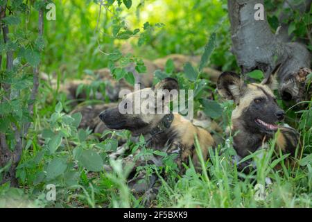 Afrikanische Wildhunde oder bemalte Wölfe (Lycaon pictus). Erwachsene männlich auf der rechten Seite. Erwachsene Frau trägt Forscher Funksender Halsband, links.. T Stockfoto