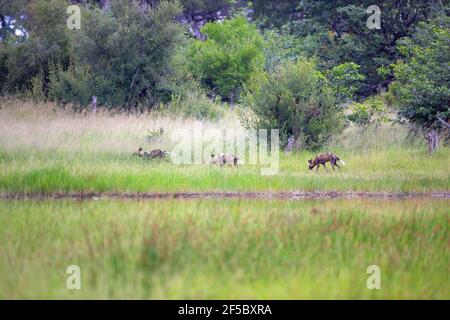 African Wild Hunting Dogs Painted Wolves (Lycaon pictus). Drei von neun Stück unterwegs. Scouting, aufeinander folgend, entlang eines Duftweges. Stockfoto