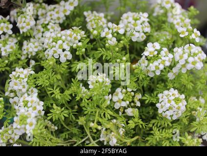 Gämsen-Kresse im Garten Stockfoto