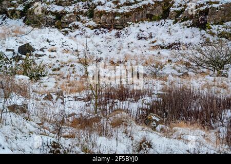 Schnee und Eis bedecken die Überreste des Ricklow Quarry an der Spitze von Lathkill Dale in Derbyshire. Stockfoto