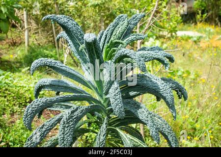 Lacinato Grünkohl - genannt Cavolo nero, wörtlich Schwarzkohl, Es ist auch bekannt als toskanischer Grünkohl, toskanischer Kohl, italienischer Grünkohl, Dinosaurierkohl, schwarz Stockfoto