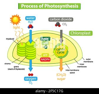 Diagramm zeigt den Prozess der Photosynthese in Pflanzendarstellung Stock Vektor