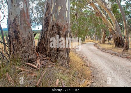 Straßenweberei zwischen Gummibäumen in der Nähe von Birdwood in Adelaide Hügel Stockfoto