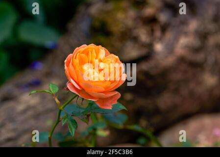 Eine wunderschöne, blühende gelb-rote Rosenblüte aus der Nähe, Rosa chinensis Jacq. Stockfoto