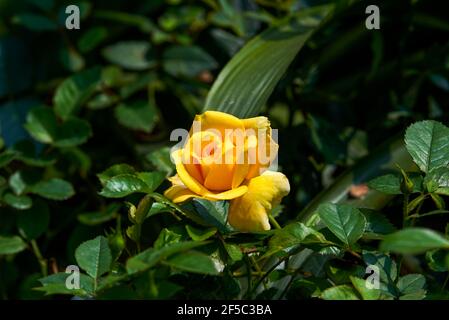 Eine wunderschöne, blühende gelb-rote Rosenblüte aus der Nähe, Rosa chinensis Jacq. Stockfoto