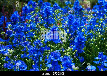 Eine schöne blühende blaue Delphiniumblume, Consolida ajacis (L.) Schur. Stockfoto