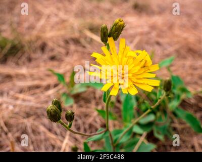 Orientalische Salsify Blume (Tragopogon orientalis) - auch bekannt als Wiese Ziegenbart. Nahaufnahme der Blume mit verschwommener Trockenwiese im Hintergrund Stockfoto