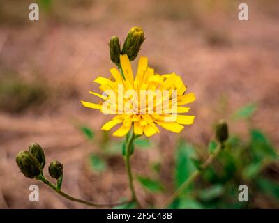 Orientalische Salsify Blume (Tragopogon orientalis) - auch bekannt als Wiese Ziegenbart. Nahaufnahme der Blume mit verschwommener Trockenwiese im Hintergrund Stockfoto