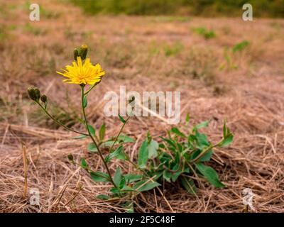 Orientalische Salsify Blume (Tragopogon orientalis) - auch bekannt als Wiese Ziegenbart. Blick auf Blume mit verschwommener Trockenwiese im Hintergrund. Stockfoto