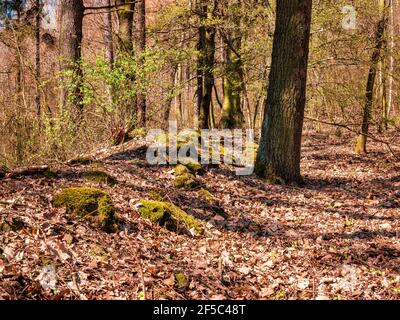 Alte Steinruine im Wald, bedeckt mit Blättern und Moos. Stockfoto