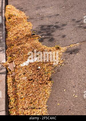 Ein Strauß Herbstblätter am Rand des Straße Stockfoto