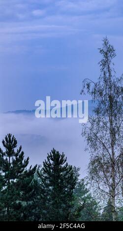 Dicker Morgennebel im Tal - Blick über die Spitze der Bäume (Birke und Kiefer). Stockfoto