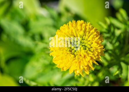 Makrofotografie der gelben Ringelblume. (Tagetes erecta) Stockfoto